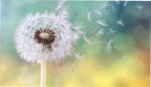 Allergology